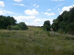 Pohľad na psiarkovú lúku s Allium sphaerocephalon, Alopecurus pratensis, Sanguisorba minor a Lathyrus hirsutus v Horných Brhlovciach